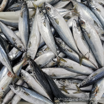 Poissons de fruits de mer congelés Acheteurs Pacific Mackerel 400g ISO